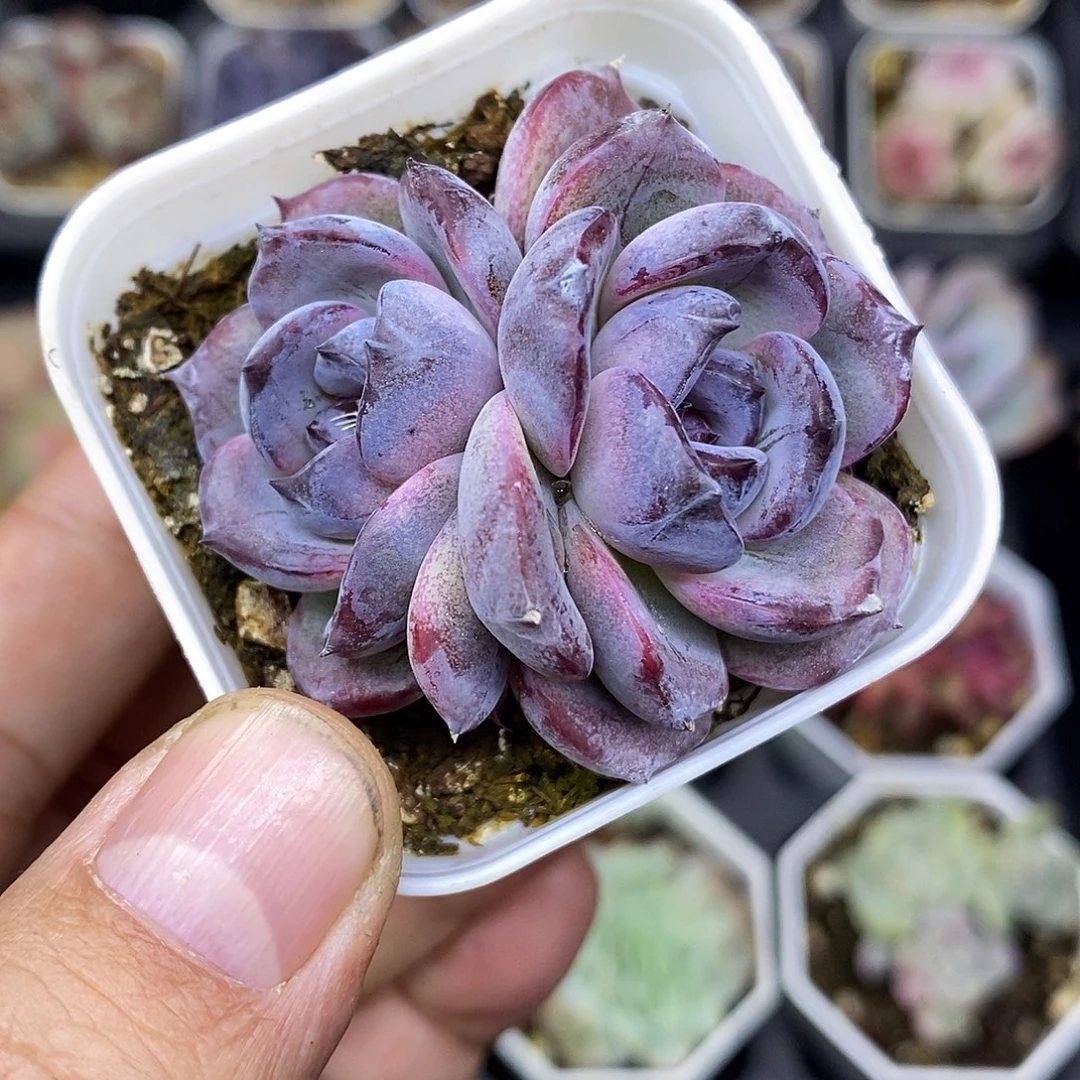 黑橙5厘米盆多肉植物