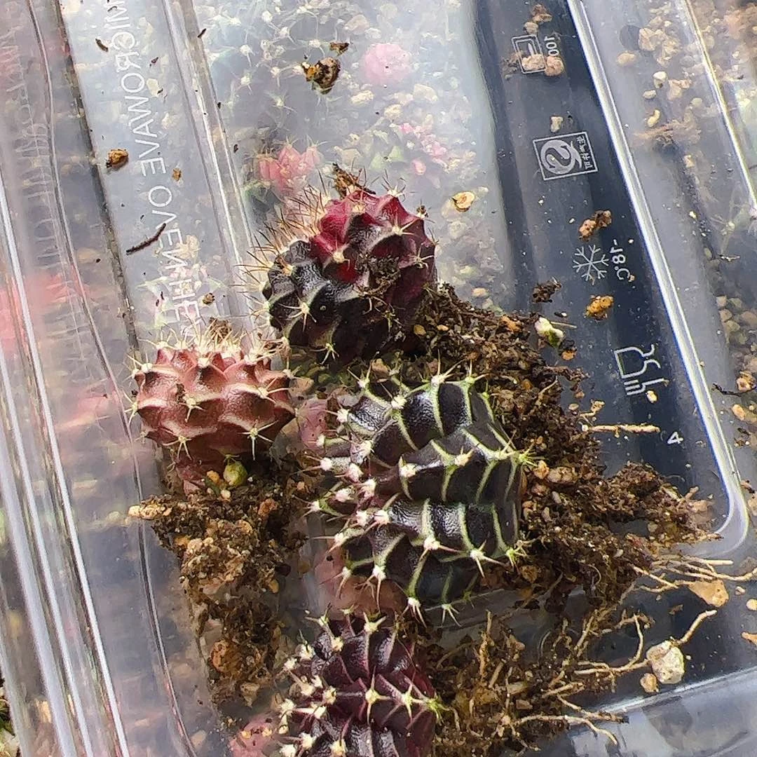 马***)当前无花栽培后可以开花383