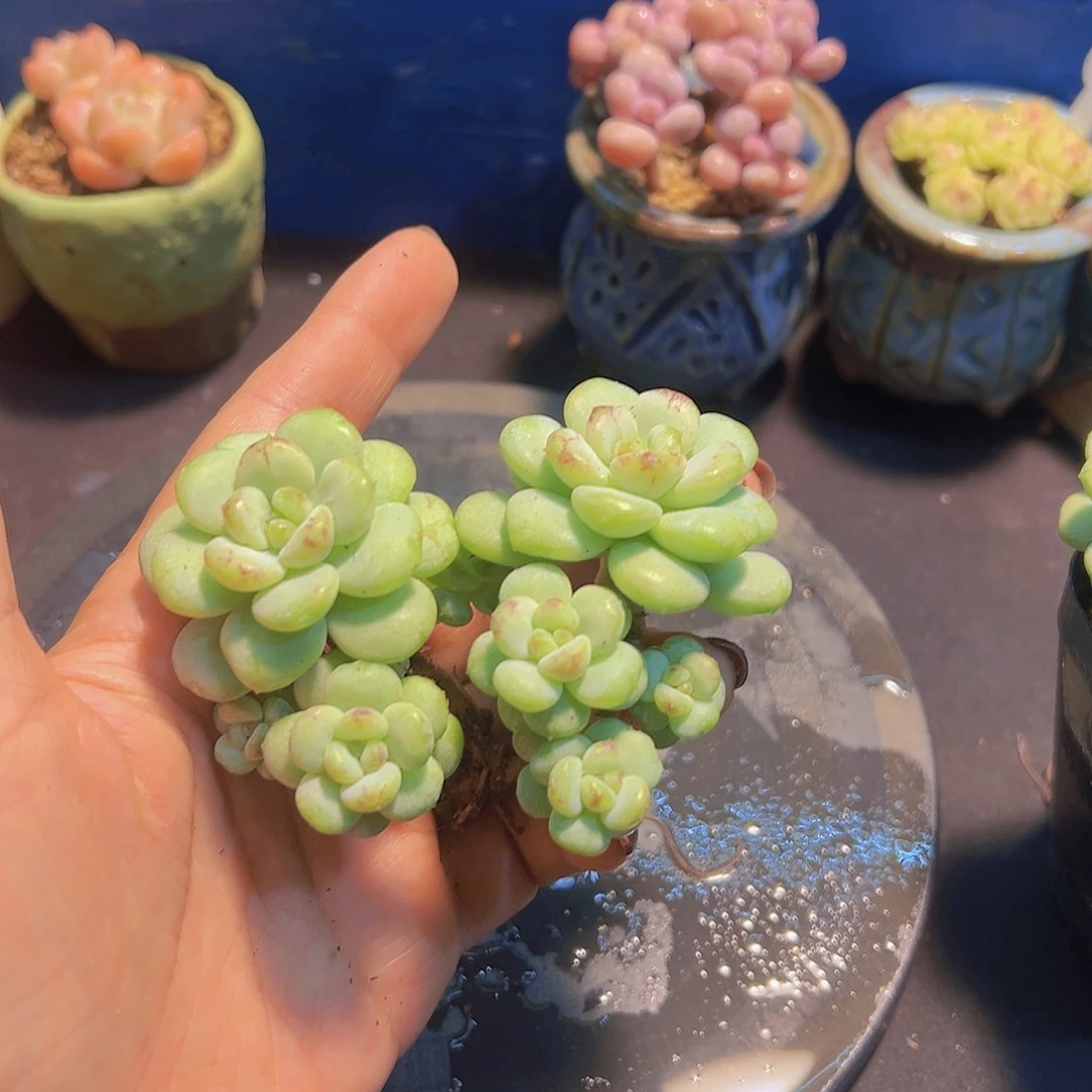 拒**虑阳光玫瑰，裸根发货，