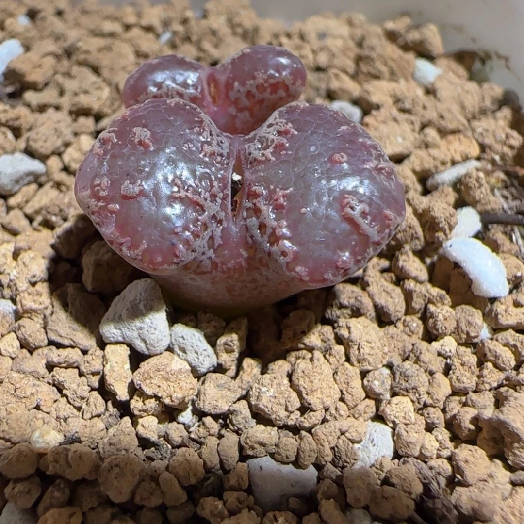 肉锥多肉植物组合-3km勋章1757