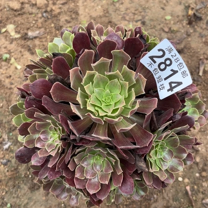 欧若拉多肉植物2814