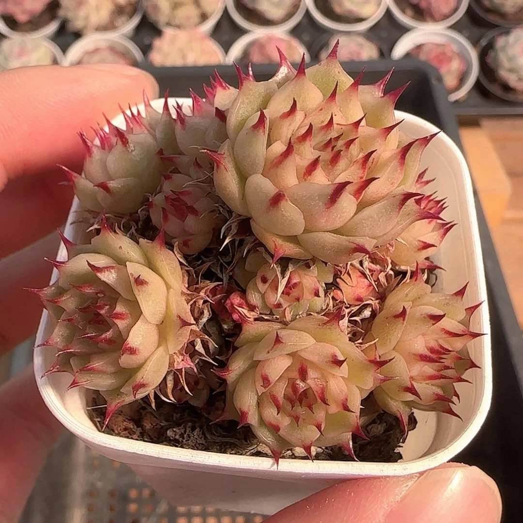 多肉1205-304长睫毛