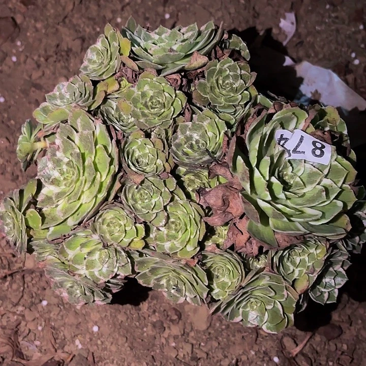 874万花筒多肉植物不售后