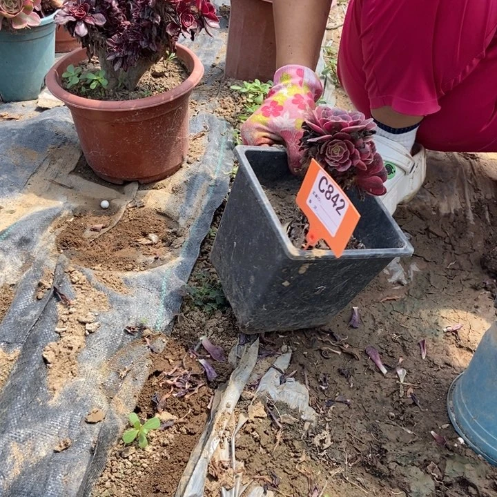 简***哥842美杜莎老桩手捧老桩