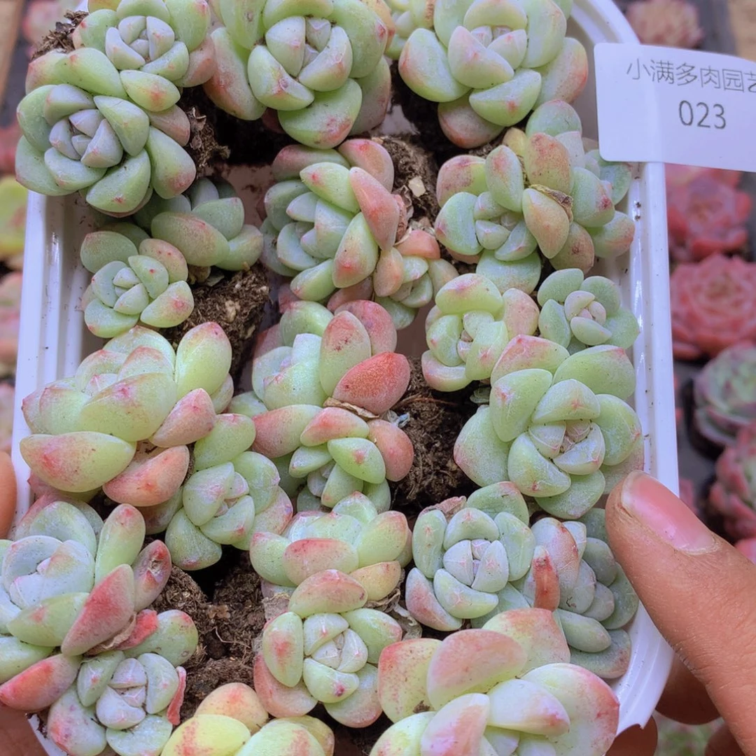 我要睡觉啦晚安了晚023