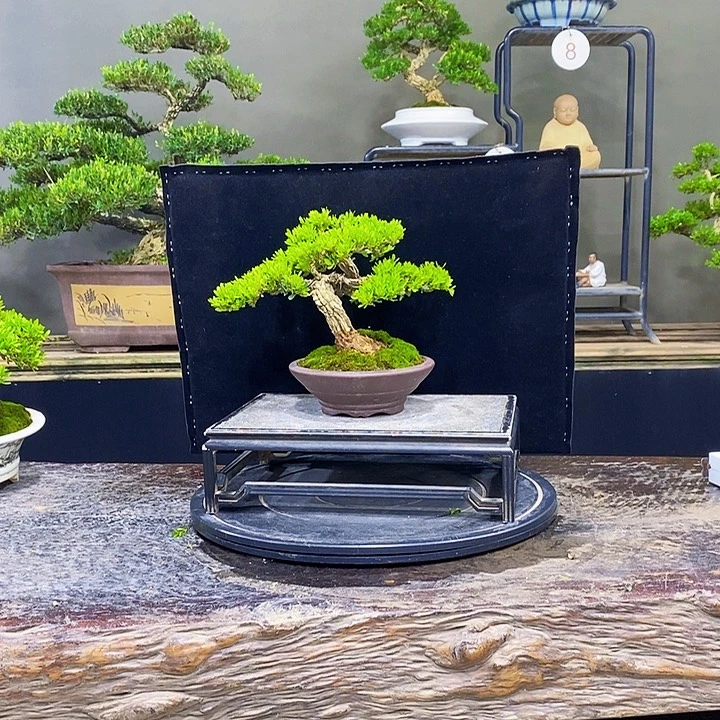 无花朵黄杨盆景四季常青