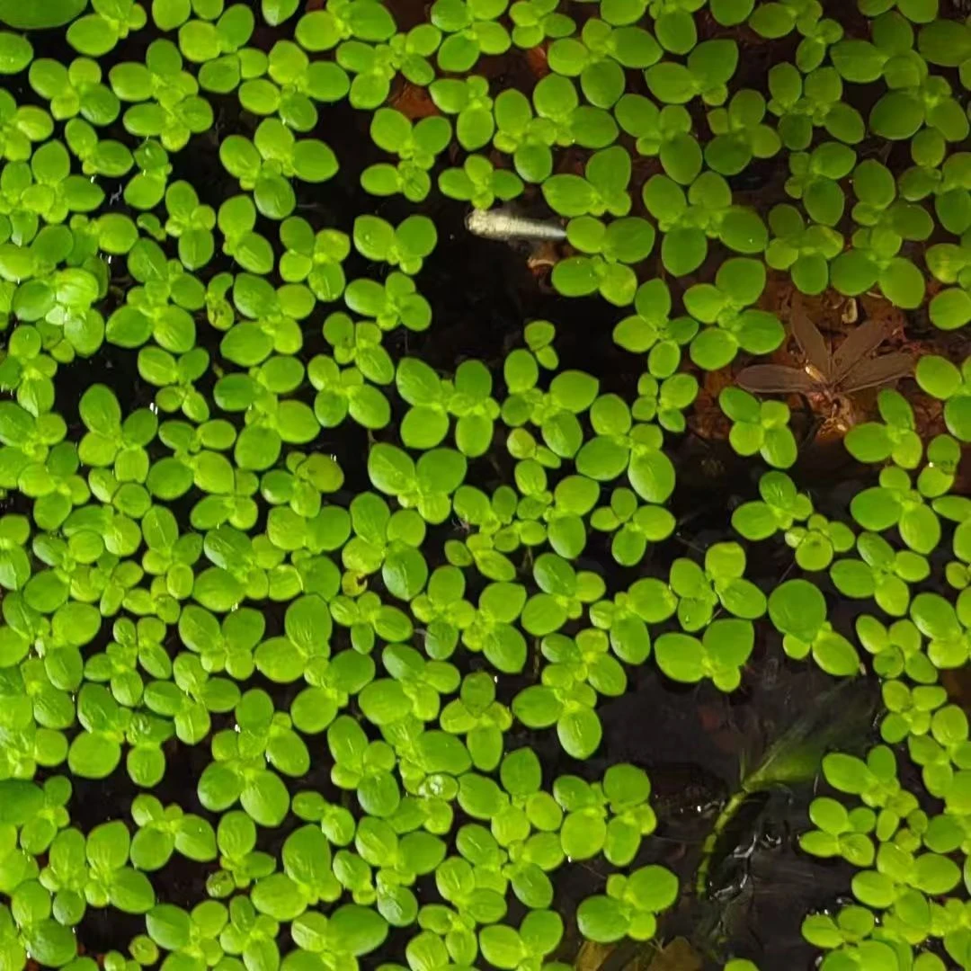 芝麻小叶浮萍养鱼鱼缸养龟鱼塘水生植物造景净化水质植物水草