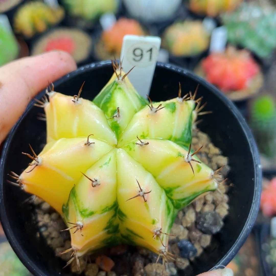 盆5公分满25包邮裸根发货5.1cm