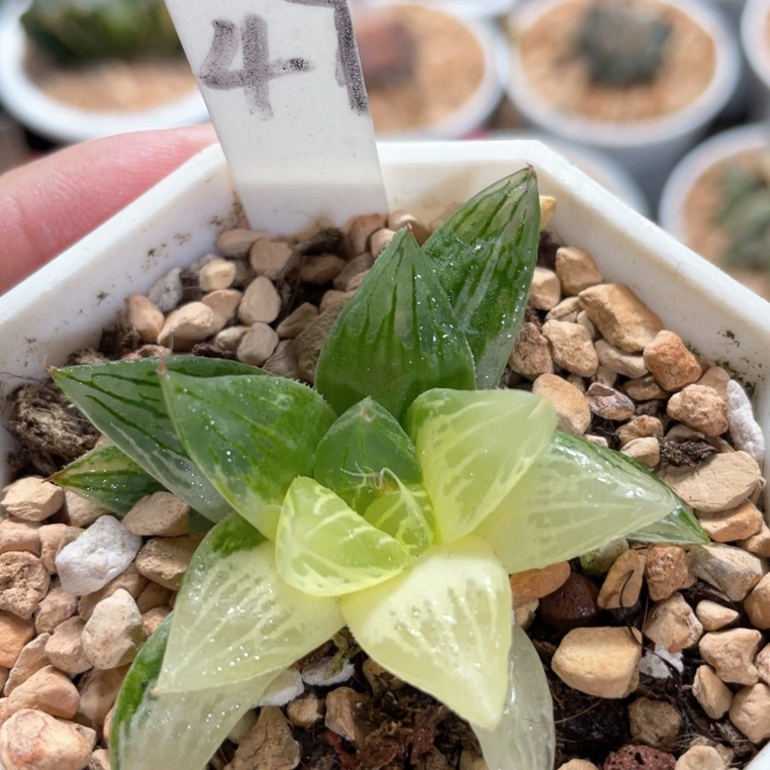 47灯芯玉露锦。