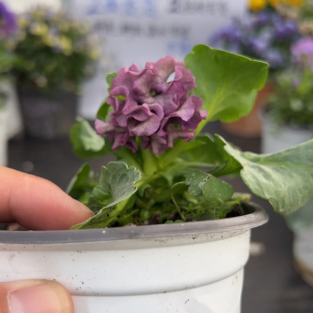 当前无花朵，栽培后可花朵022号