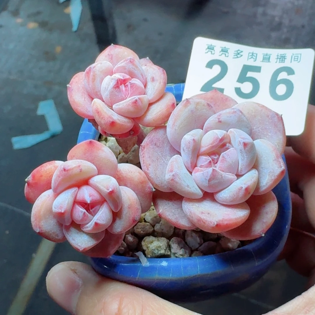 星影树桩      愿你一路坦途，乘风破浪展宏图