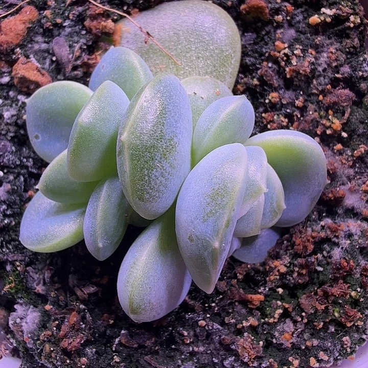 静静珍泥叶插苗一物一拍