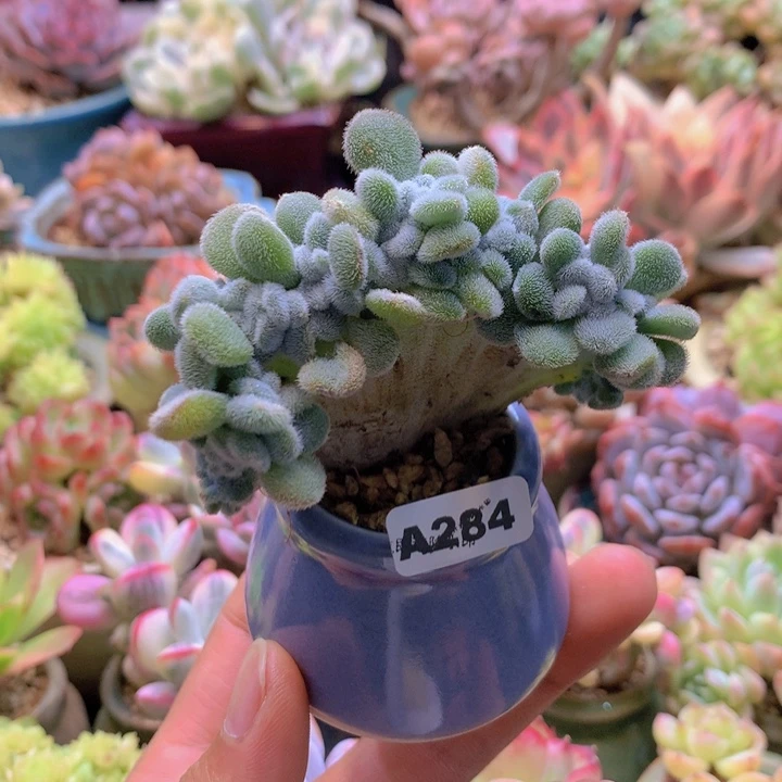 一物一拍含盆土满38包邮A284