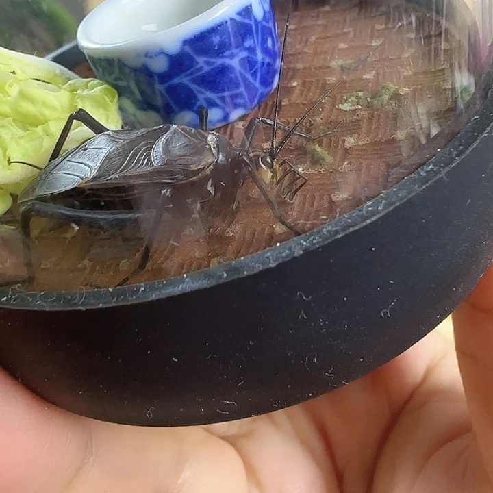 断须麒麟1只666666666