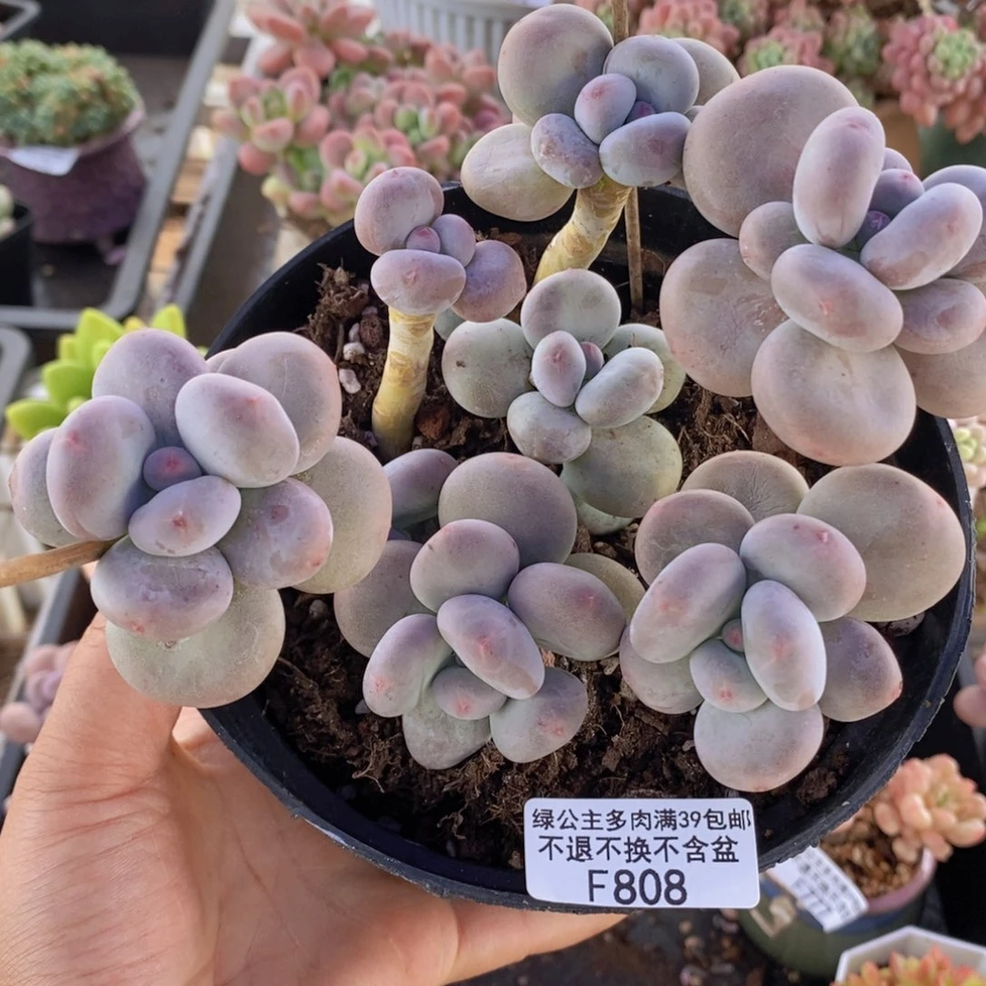 黄金大叶奶散拼808多肉植物
