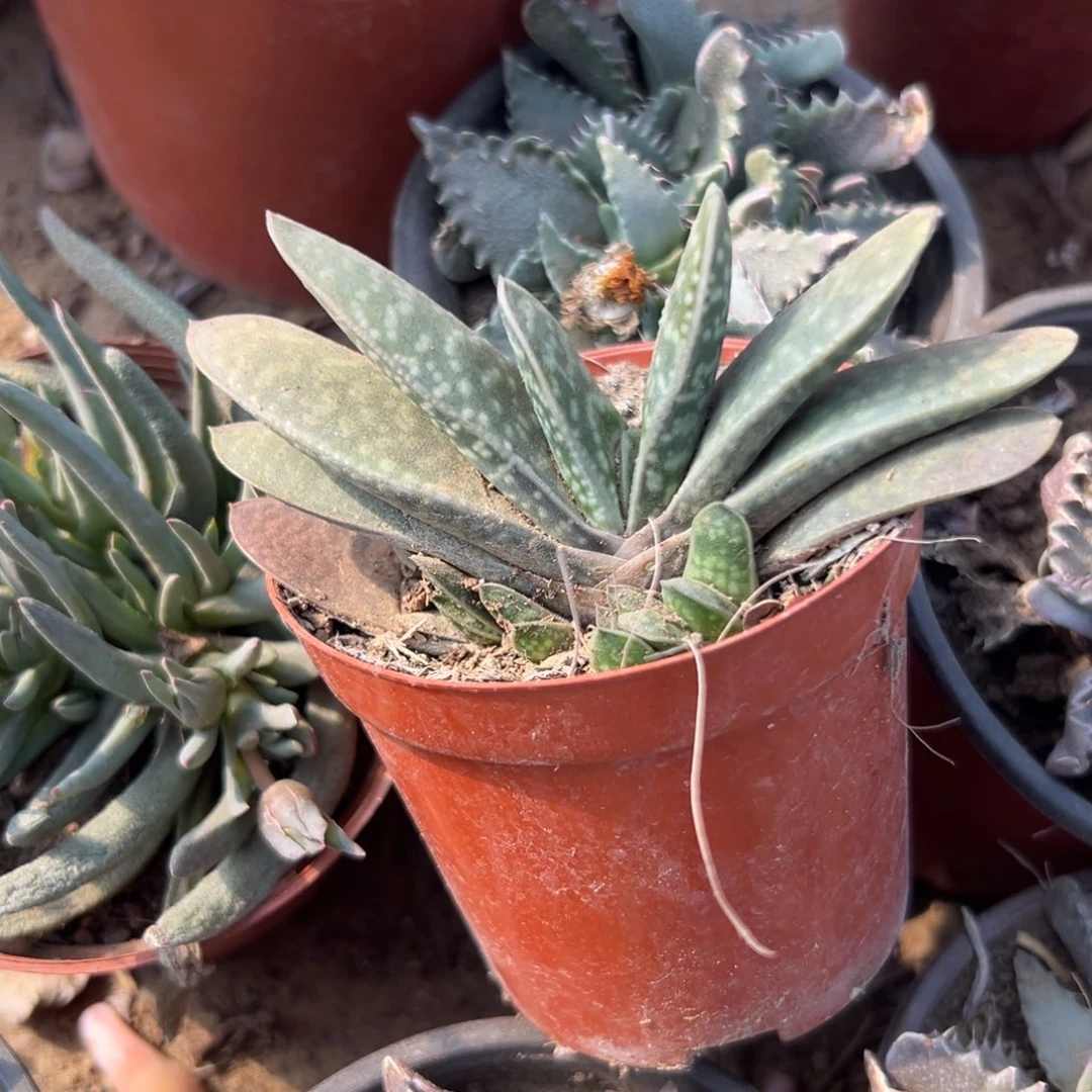 多肉植物多肉植物