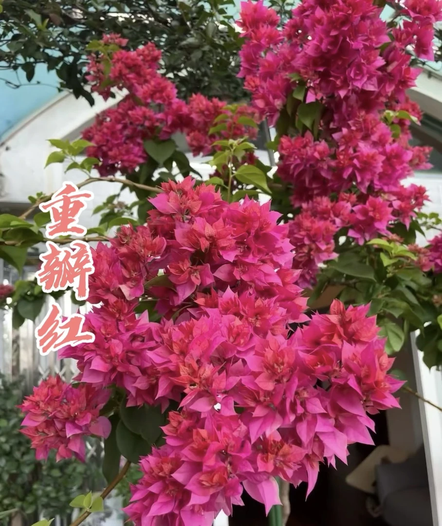 【重瓣系列】 三角梅花卉勤花四季开花基地直发