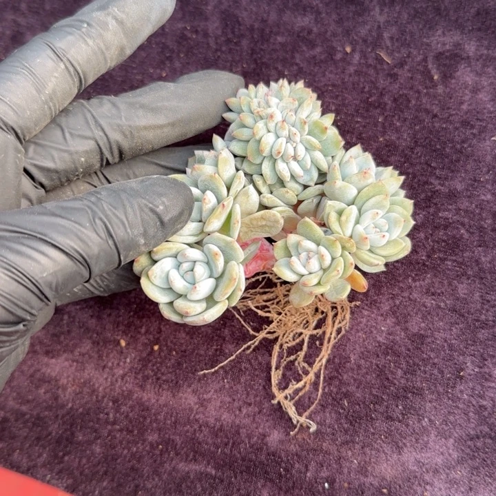 *️****6厘米左右一物一拍的