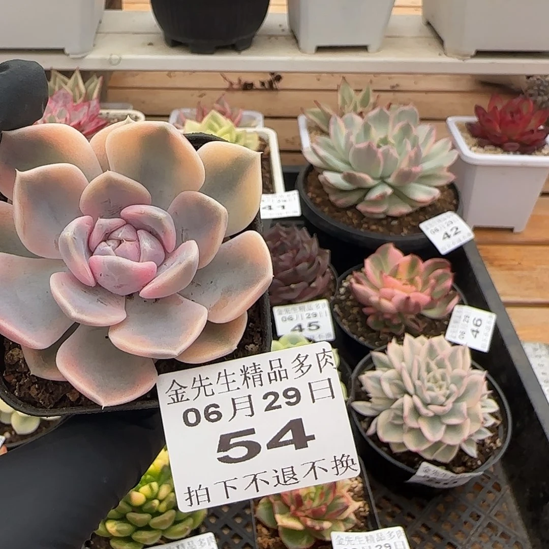 0629-54汉堡锦单头