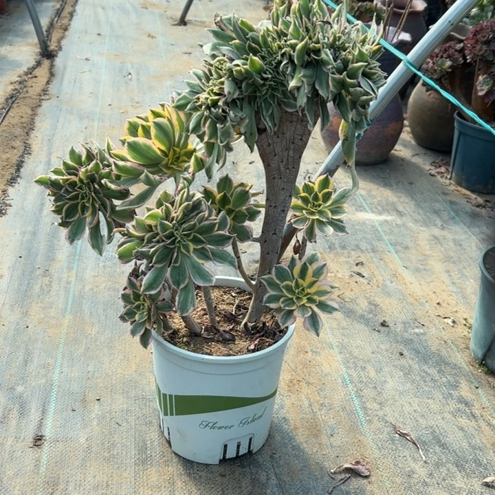 22灿烂缀多肉多肉多肉多肉