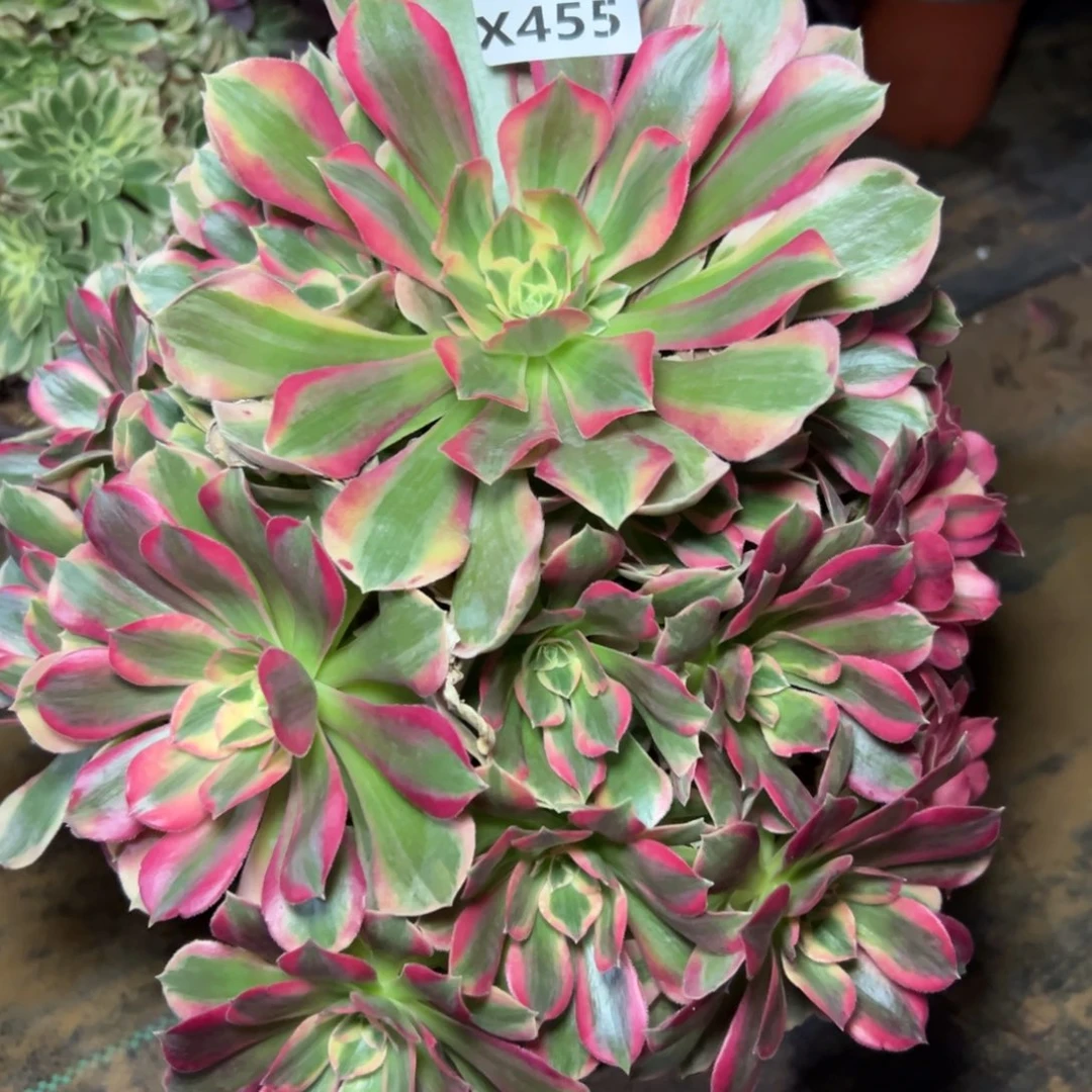 455女郎，满20包邮嘟叮熊