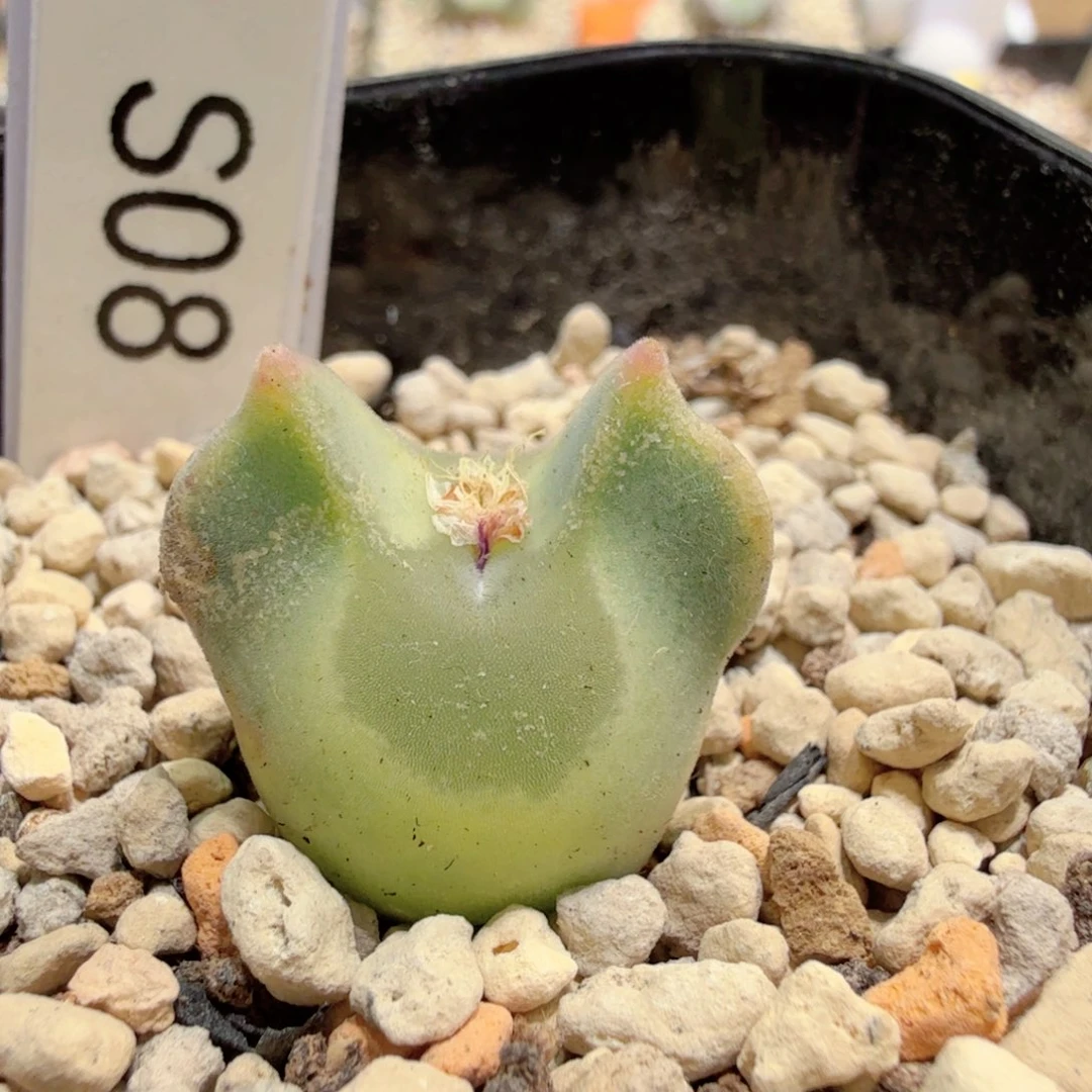 TS 小型大眼睛 12-28-L27