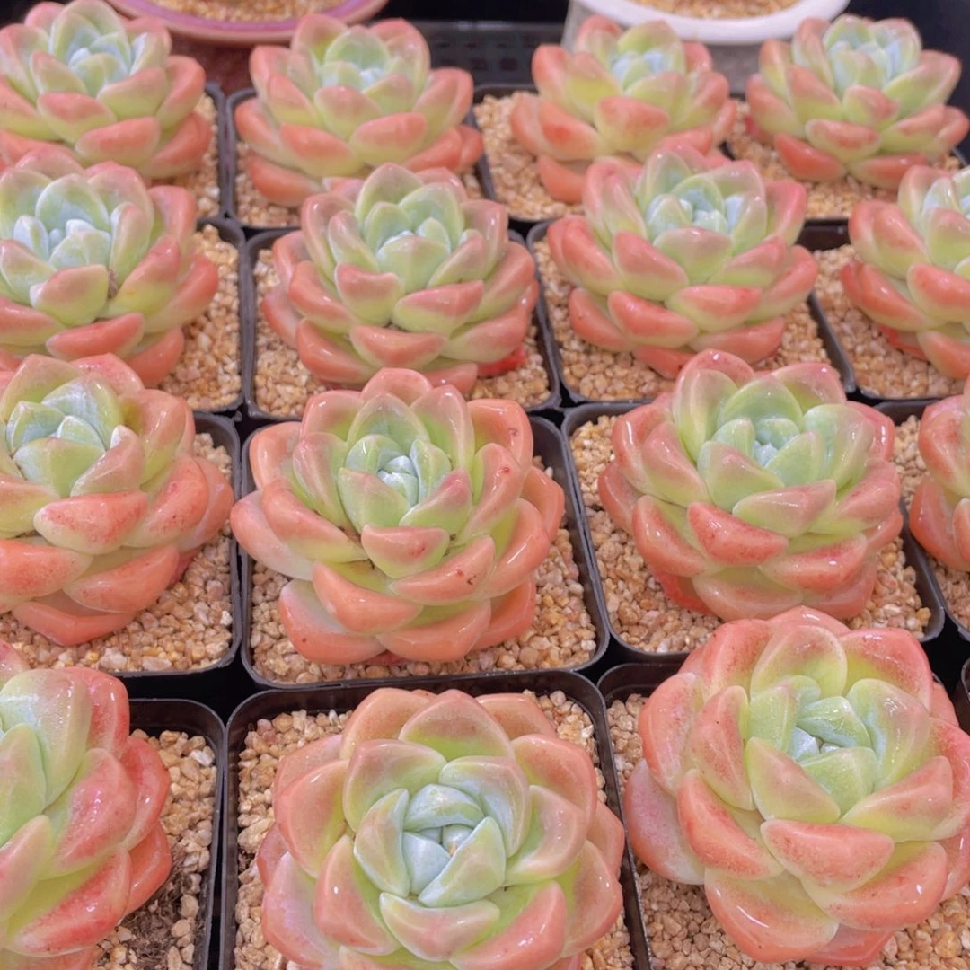 量拍2号 肥胖樱花钻石冰玉大单头一个