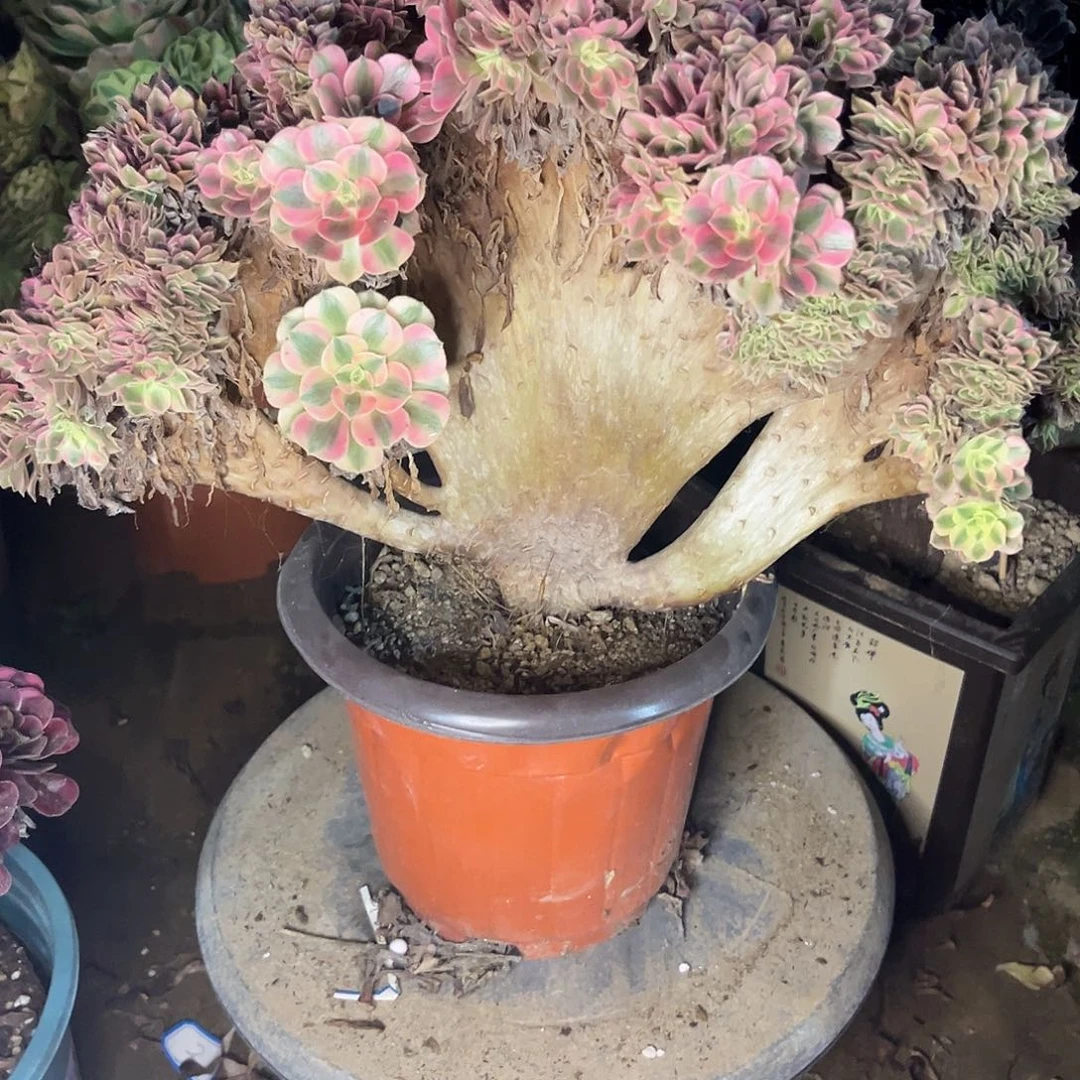 芋***。36女巫缀化法师多肉植物
