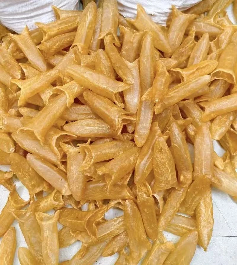 深海纯淡干黄花筒鱼胶煲汤炖奶孕期产后滋补口感Q弹腥味低