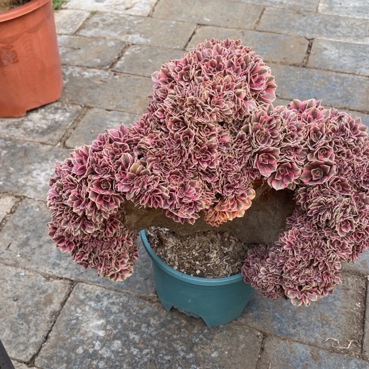 绿***夭法师老桩缀化粉女巫