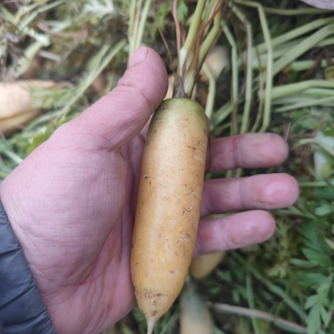 山西拇指黄萝卜胡萝卜腌菜萝卜脆脆甜甜水水嫩嫩。