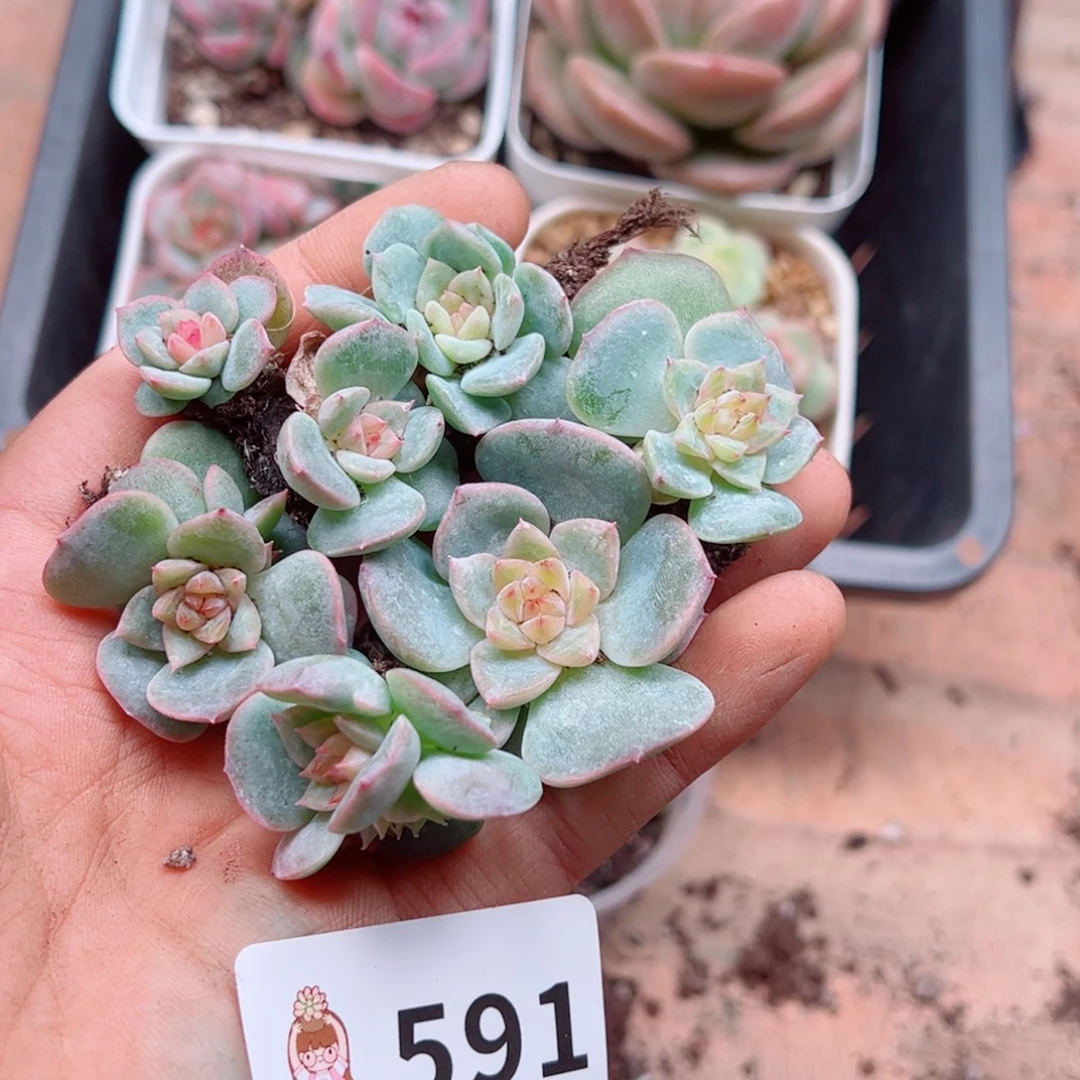 多肉植物多肉植物