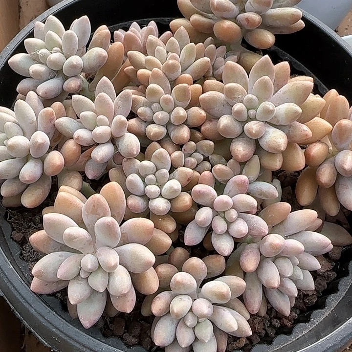 存*姐青蛙王子儿童牙膏111