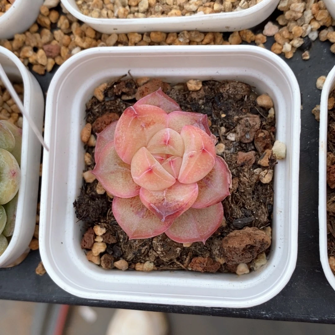 精品多肉一物一板不包整40