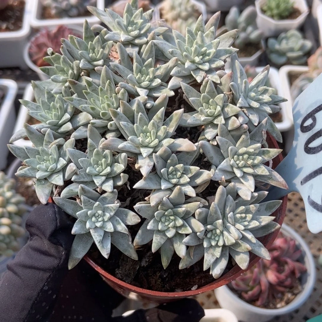 6075白菊多肉植物
