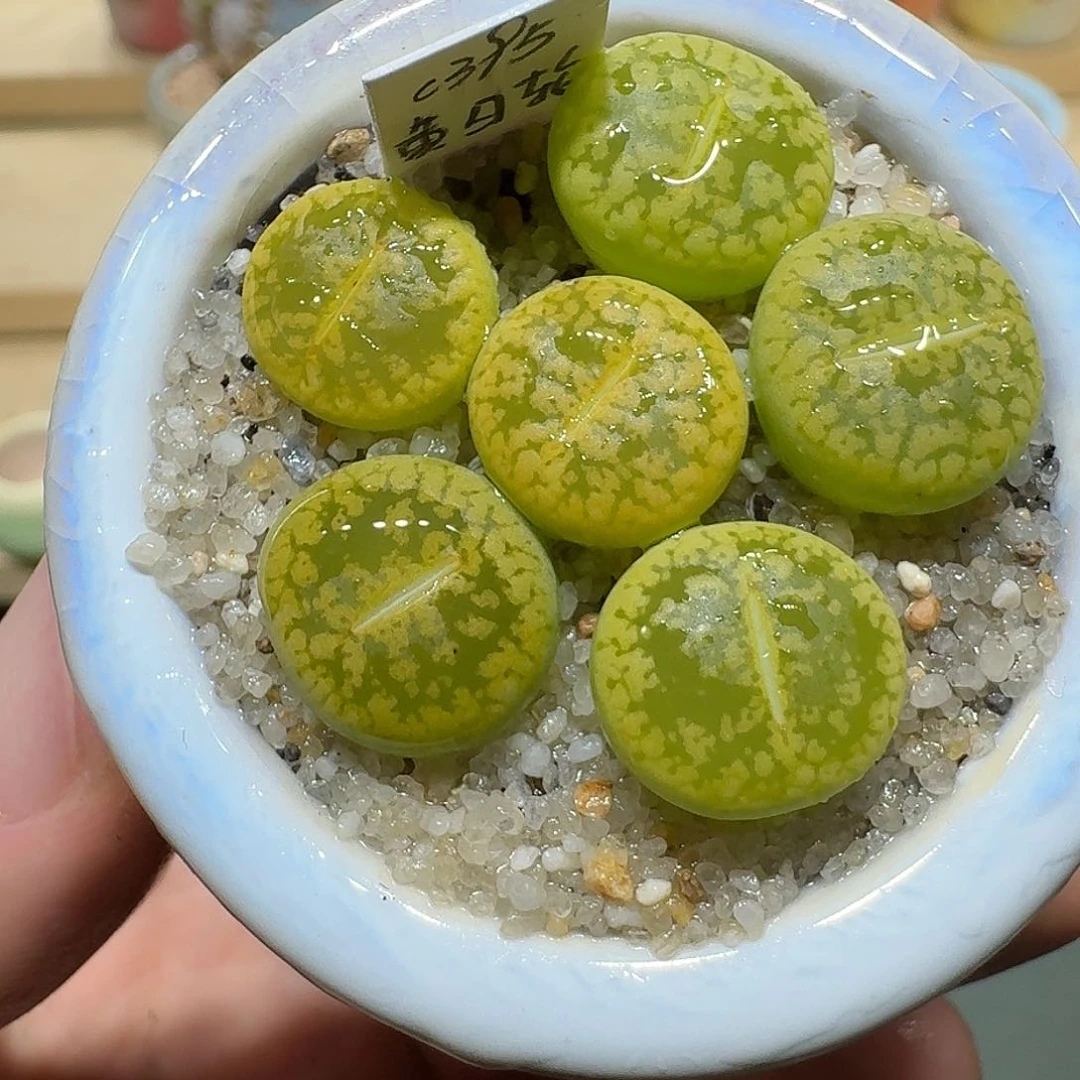 红陶蘑菇211黄日轮