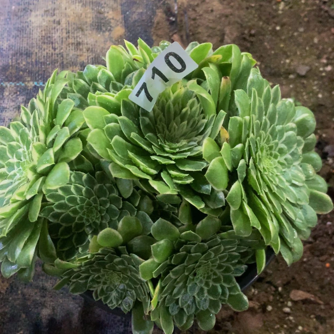 【闪购商品】710翡翠冰多肉