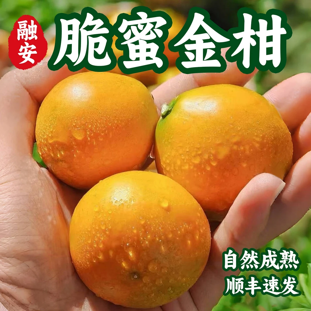 正宗第三代脆蜜金柑融安金桔新鲜纯甜无酸水果6A级礼盒装产地直发