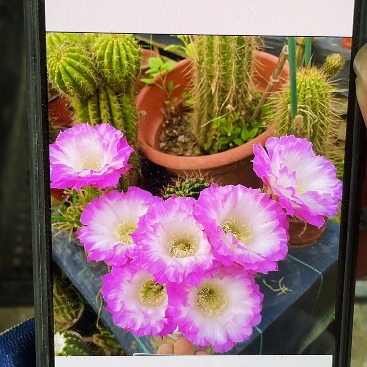 舞会侧芽歪4公分以上满18包邮