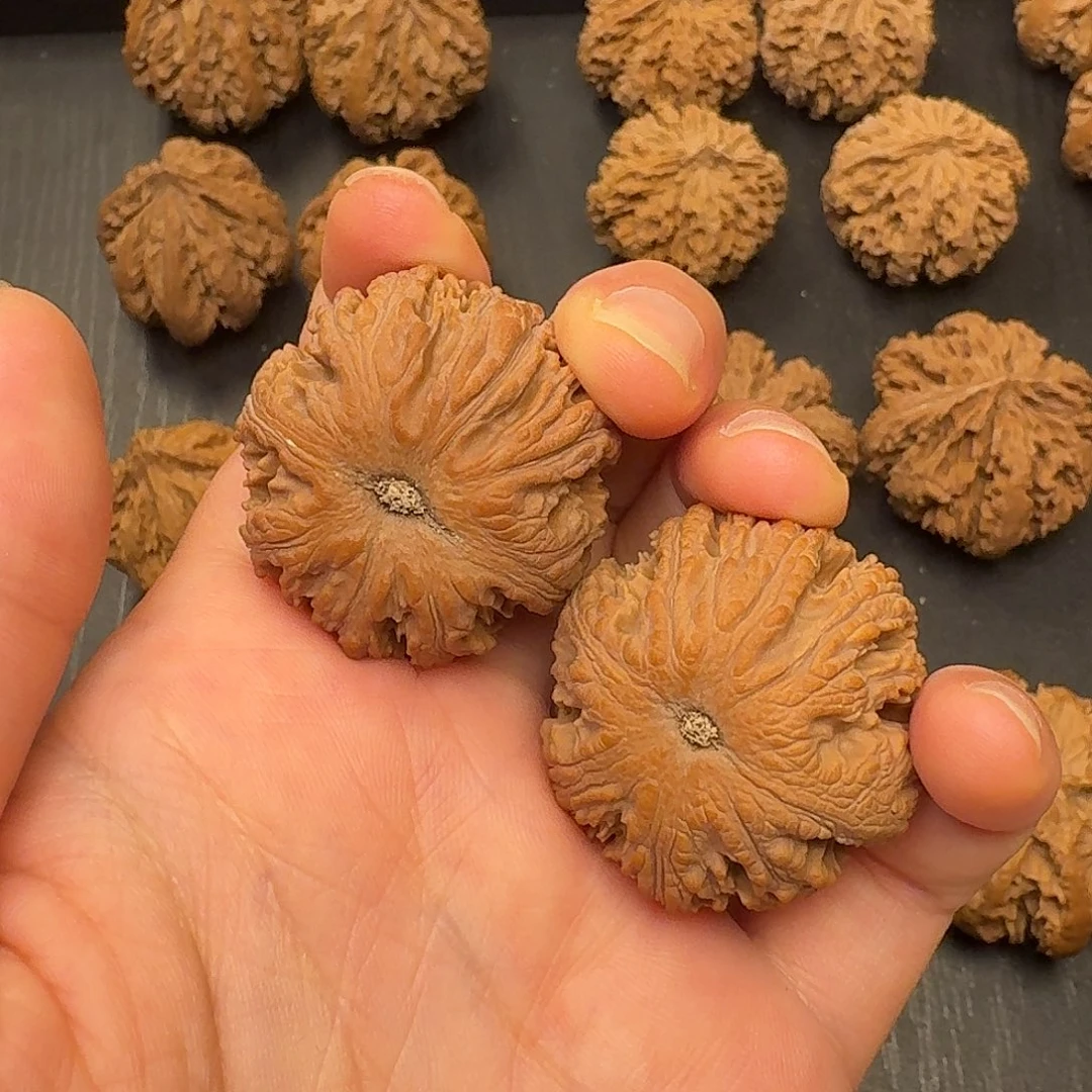 ****恙核桃突突突突突突