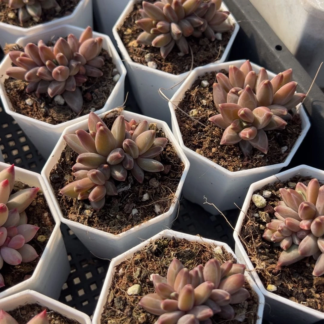 梵高三头5cm到手1颗量拍多肉满20元包邮