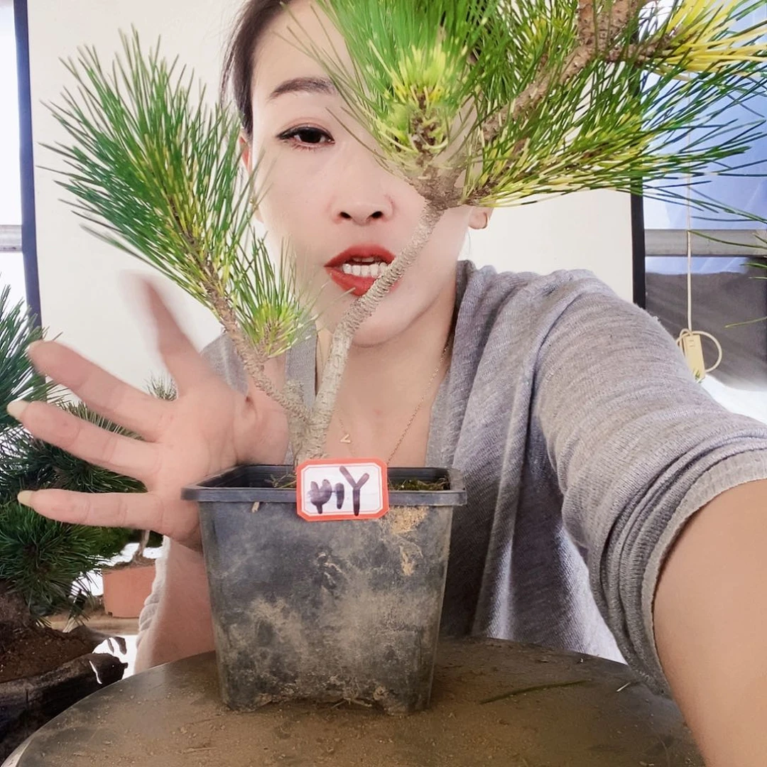 无花朵植物形态多年生草本