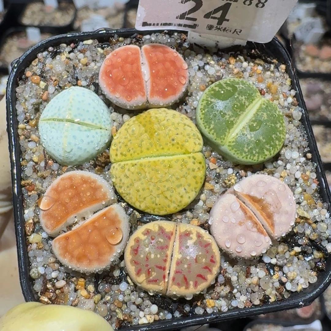 zzzz精品生石花24