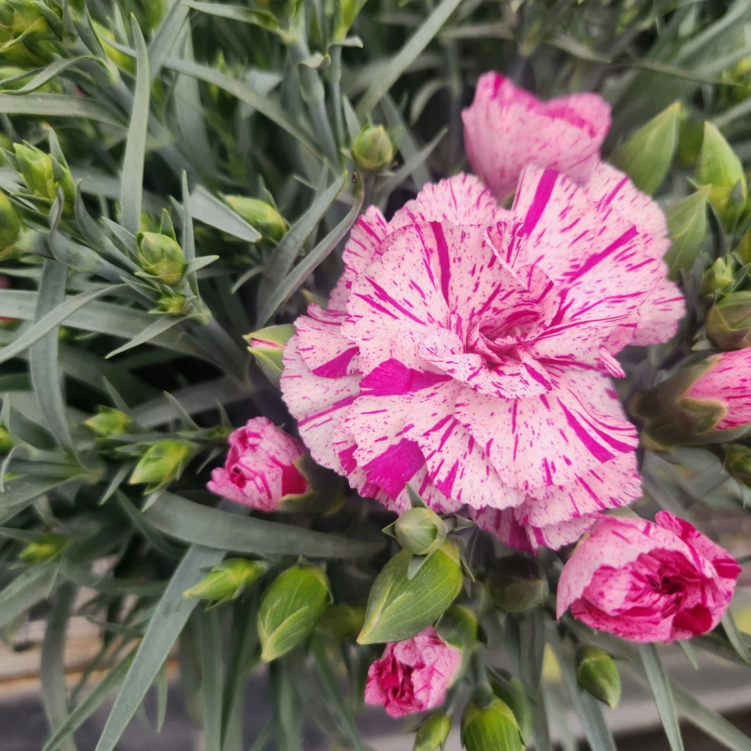 康乃馨【流星雨】室内盆栽花卉花期久好养护