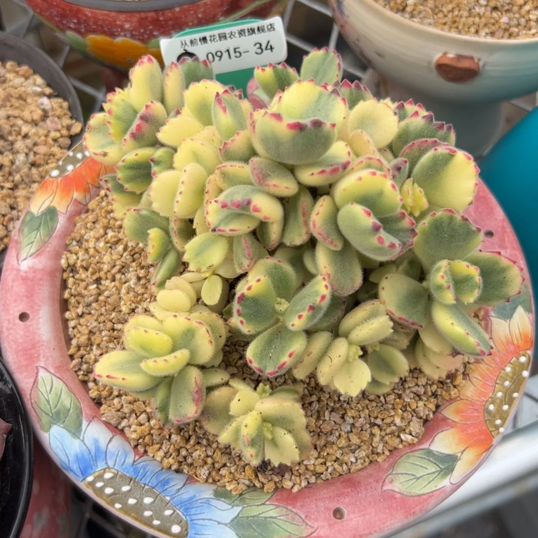 多肉一物一拍0915-34