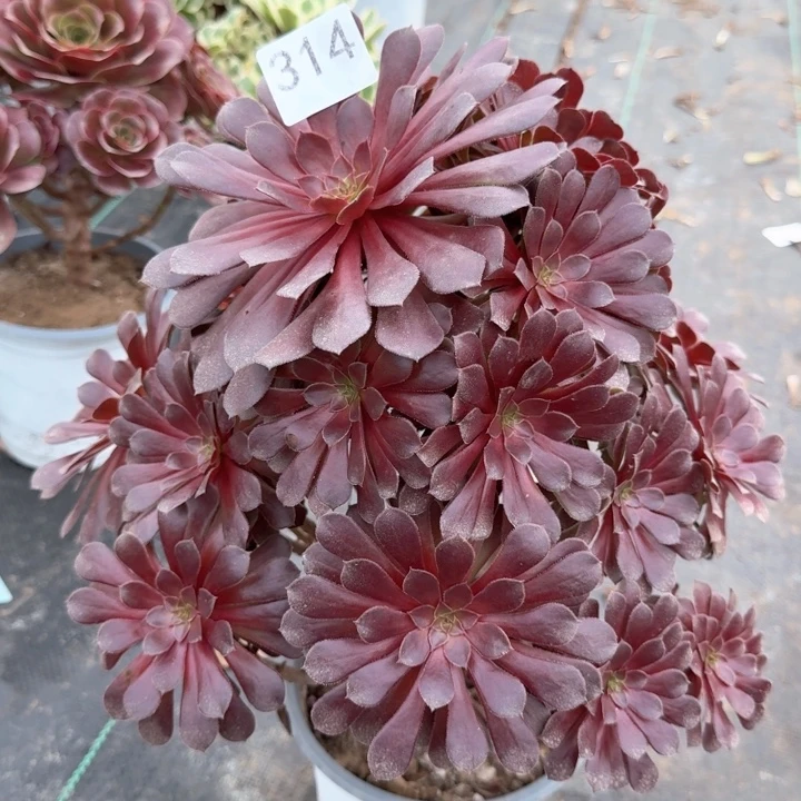 黑铜壶有断枝，314