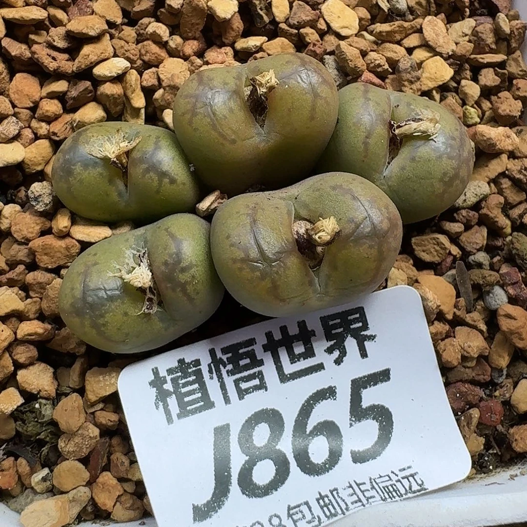 多肉植物的人生vbn