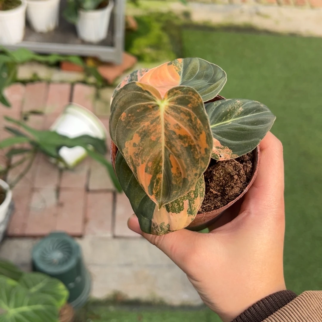 完全开放5叶黑金锦