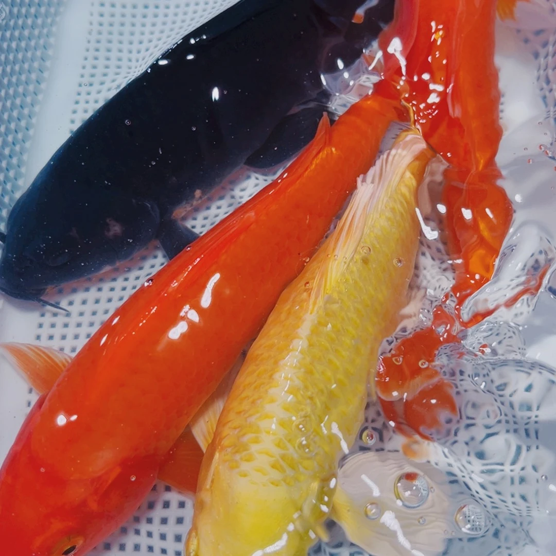 海水鱼锦鲤冷水观赏鱼