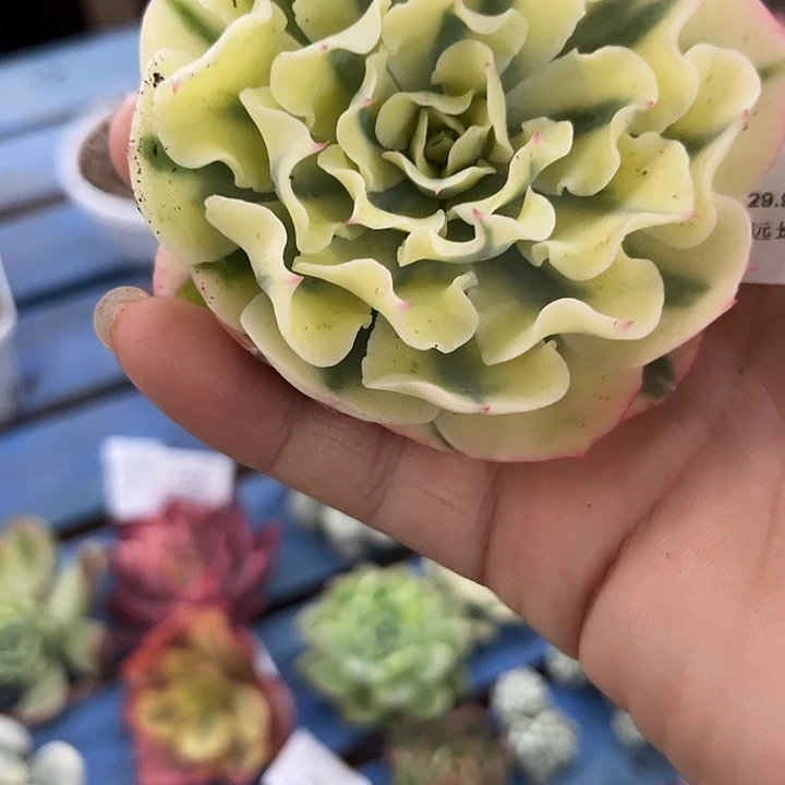 96海啸腹轮锦多肉植物